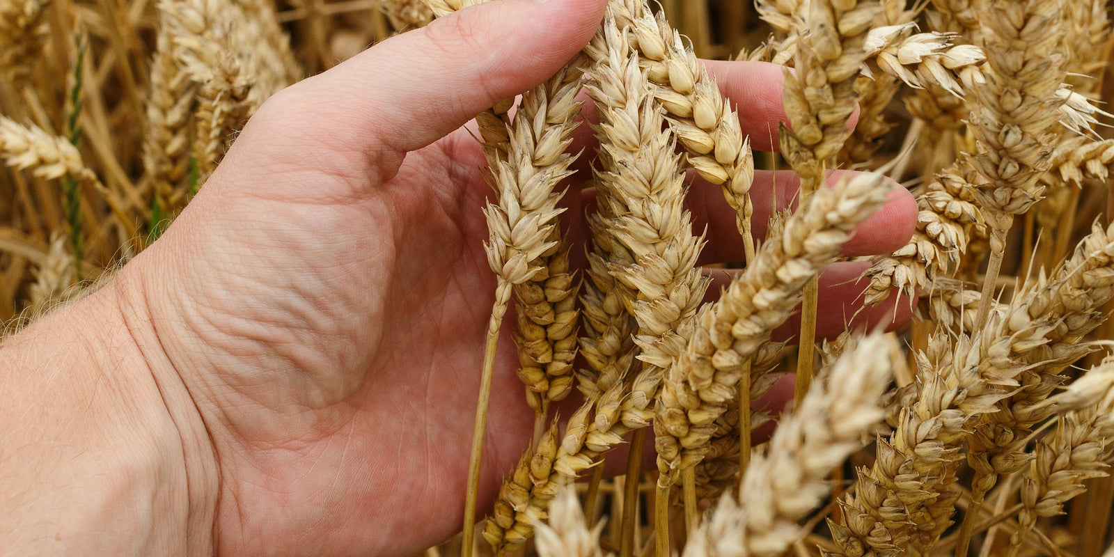 HOW WE SOURCE OUR FOOD