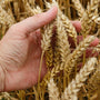 HOW WE SOURCE OUR FOOD